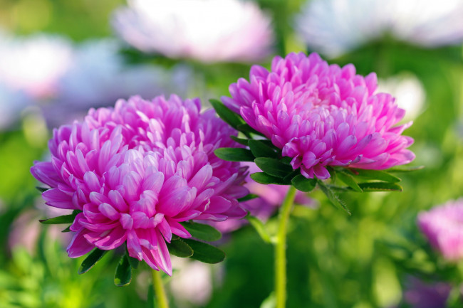 Обои картинки фото цветы, астры, осень, красота, дача, флора, растения, сентябрь, розовый, цвет, однолетники, природа