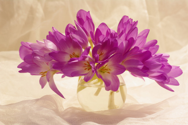 Обои картинки фото цветы, крокусы, сиреневый, цвет, красота, множество, осень, сентябрь, растения, луковичные, букетик, радость, природа, композиция, флора, безвременник