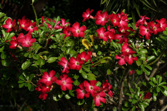 Обои картинки фото цветы, адениум,  мандевилла, пустынная, роза, цветение