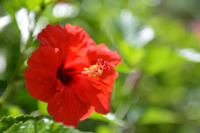 Обои картинки фото цветы, гибискусы, гибискус, лето, цветение, цветок