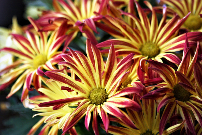 Обои картинки фото цветы, хризантемы, пестрые