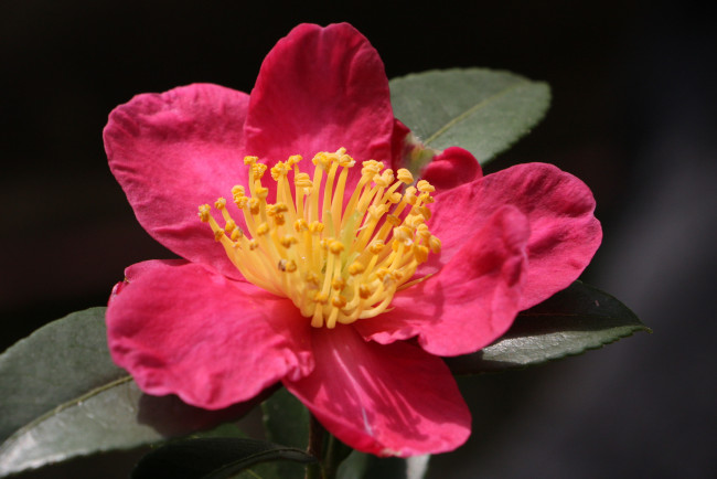 Обои картинки фото цветы, камелии, кустарник, лето, цветение, камелия