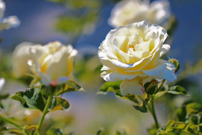 Обои картинки фото цветы, розы, белый