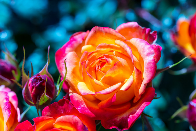 Обои картинки фото цветы, розы, цвет, лепестки, цветение, роза