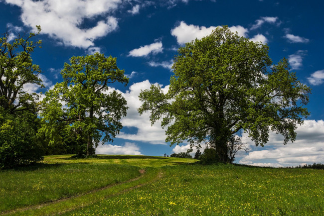 Обои картинки фото природа, деревья, простор