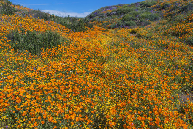 Обои картинки фото природа, луга, простор