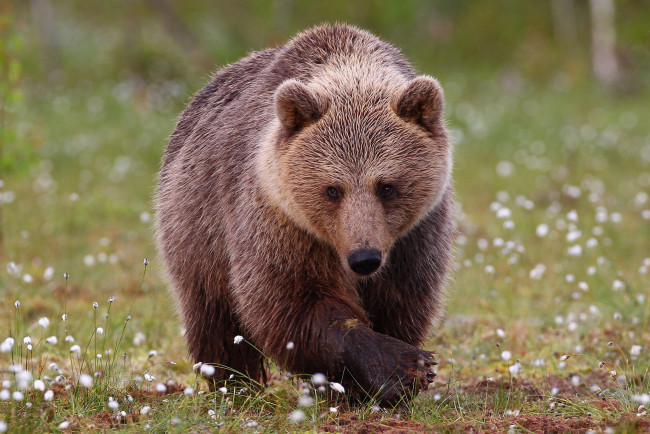 Обои картинки фото животные, медведи, природа, большой, животное, медведь