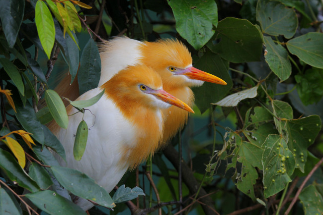 Обои картинки фото животные, птицы, дерево, белые, листья, природа