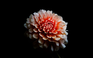 Картинка цветы георгины георгин макро