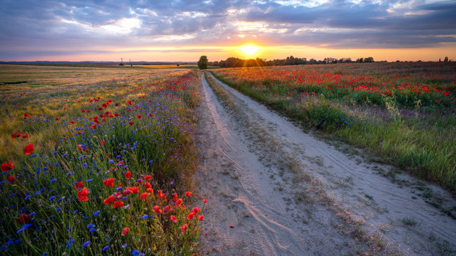 Обои картинки фото природа, дороги, проселочная, дорога, маки, васильки