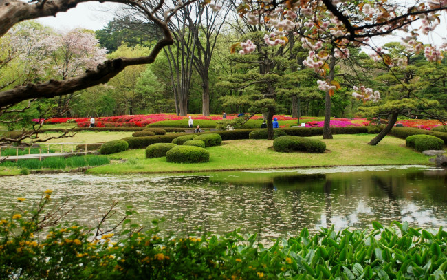 Обои картинки фото природа, парк, пруд, весна, цветение