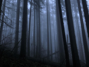 Картинка природа лес туман осень