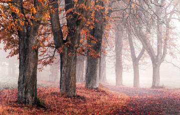 обоя природа, парк, деревья, аллея, осень, листья, туман, дорожка