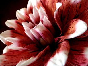 Картинка цветы георгины