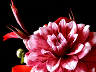 Картинка цветы георгины