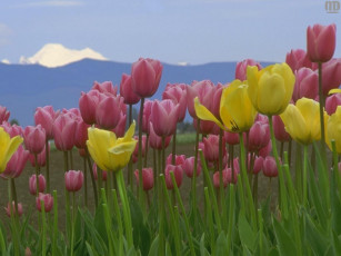 Картинка цветы тюльпаны