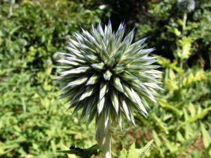 Картинка thistle blossom by gbcalls цветы