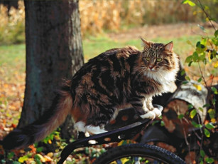 Картинка животные коты