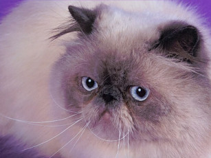 Картинка животные коты