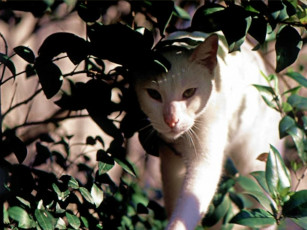 Картинка животные коты