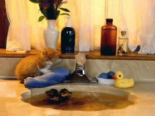 Картинка животные коты