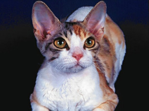 Картинка животные коты