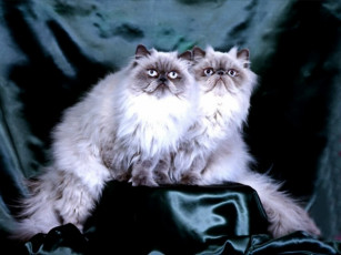 Картинка животные коты