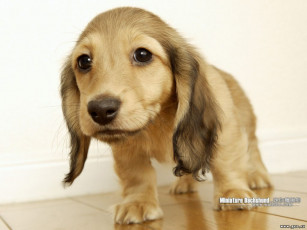 Картинка животные собаки