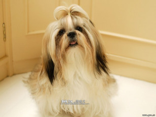 Картинка животные собаки