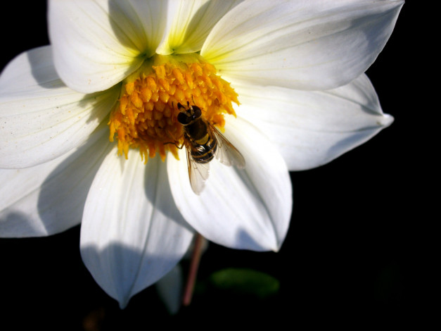 Обои картинки фото цветы, георгины