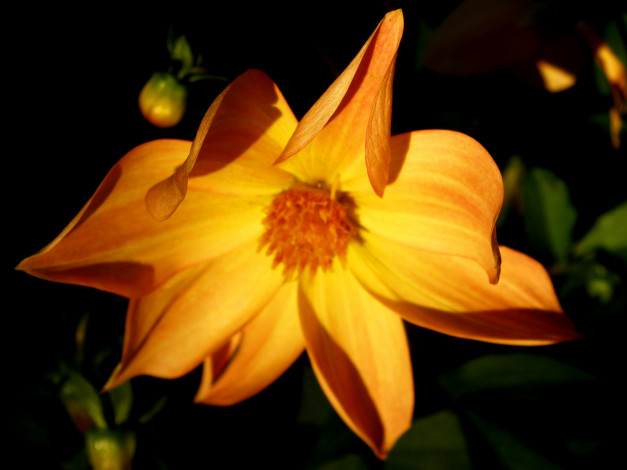 Обои картинки фото цветы, рудбекия