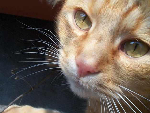 Обои картинки фото животные, коты