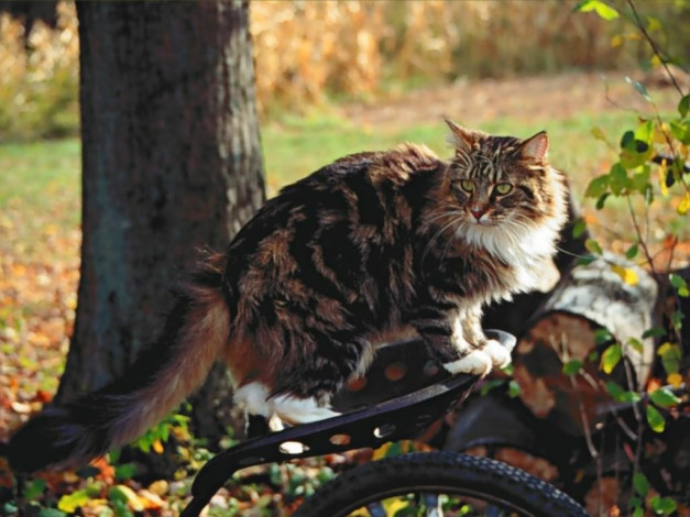 Обои картинки фото животные, коты