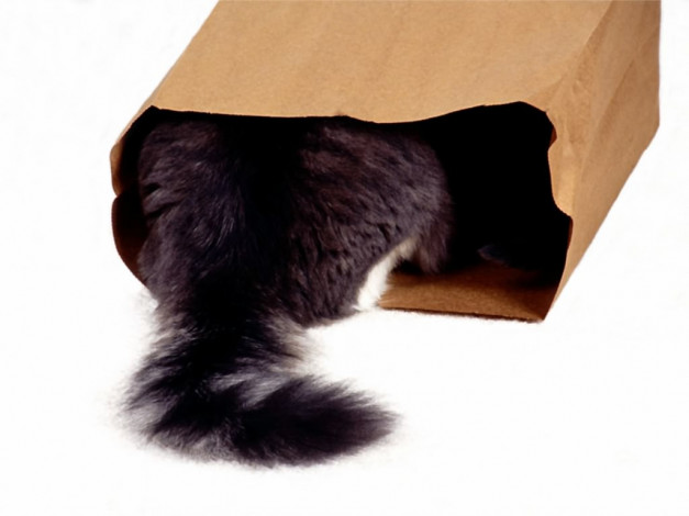 Обои картинки фото животные, коты