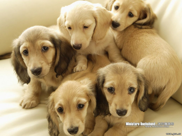 Обои картинки фото животные, собаки