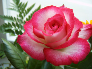 Картинка цветы розы