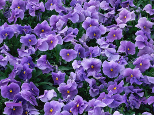 Картинка цветы анютины глазки садовые фиалки