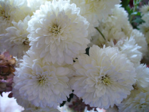 Картинка цветы хризантемы