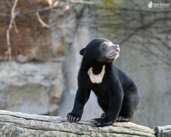 Обои картинки фото животные, медведи