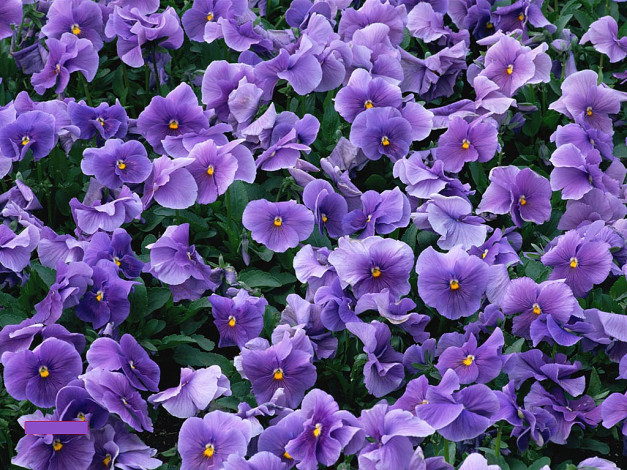 Обои картинки фото цветы, анютины, глазки, садовые, фиалки