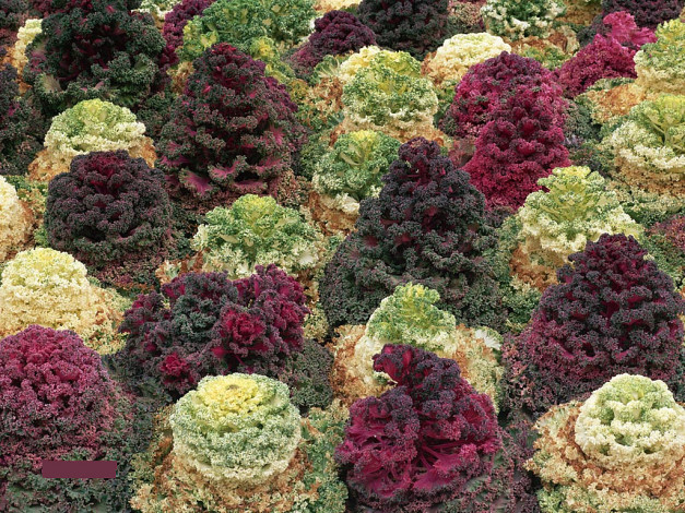 Обои картинки фото цветы, декоративная, капуста