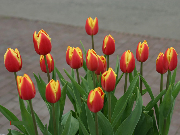 Обои картинки фото цветы, тюльпаны