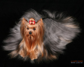 Картинка животные собаки