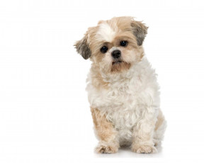 Картинка животные собаки