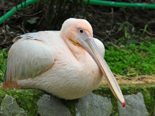 Картинка животные пеликаны