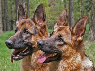 Картинка животные собаки