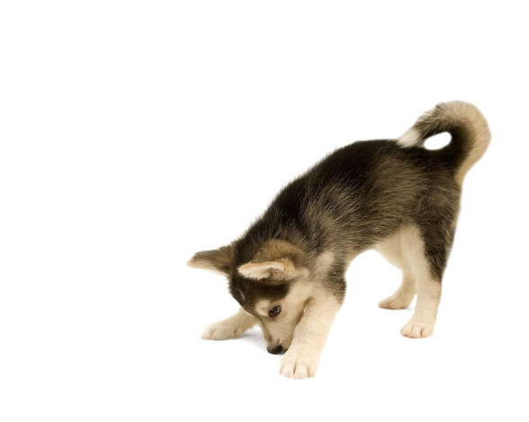 Обои картинки фото животные, собаки