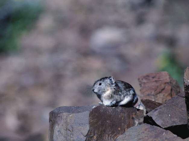 Обои картинки фото животные, крысы, мыши
