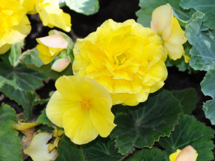 Картинка цветы бегония