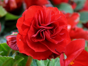 Картинка цветы бегония